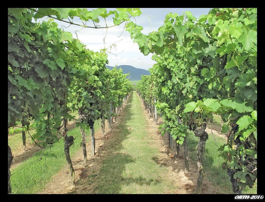 Gaestehaus Weingut Glas Neustadt an der Weinstraße Exteriör bild